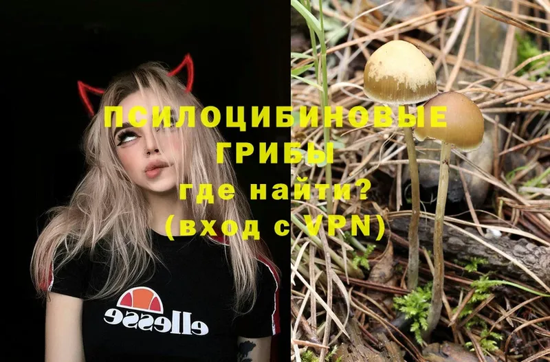 купить наркотик  Западная Двина  Псилоцибиновые грибы Magic Shrooms 